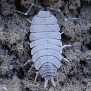 Powder Blue Isopods (Porcellionides pruinosus)