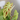 Philodendron Verrucosum