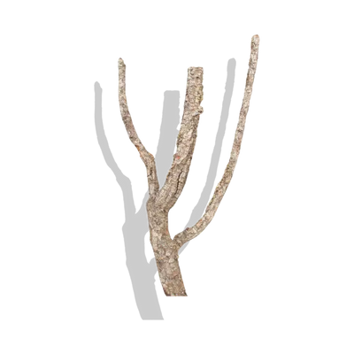 branches premium virgin cork bark cork haven